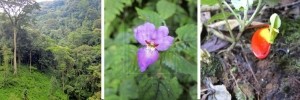 flora-nyungwe-forest