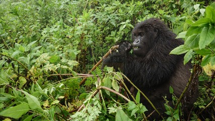 4 Days Gorilla Safari Rwanda
