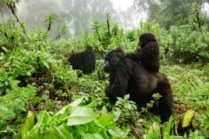 long rwanda gorilla trekking safaris